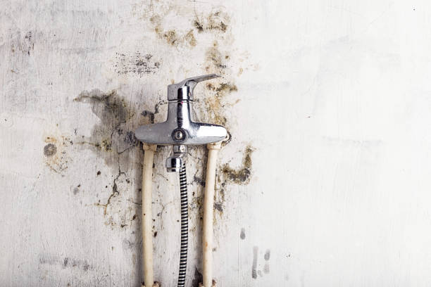 Best Home Mold Removal  in Glens Falls, NY