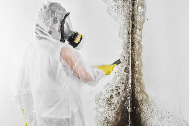 Best Mold Damage Repair  in Glens Falls, NY