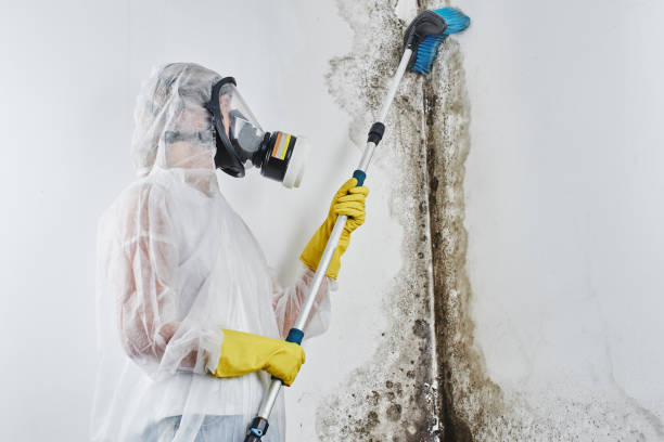 Best Certified Mold Removal  in Glens Falls, NY