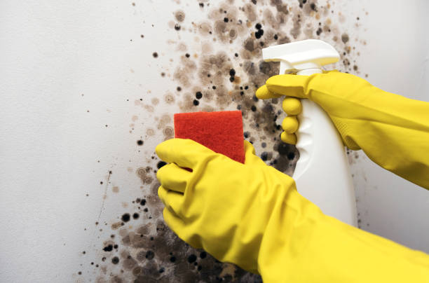 Mold Removal and Inspection in Glens Falls, NY